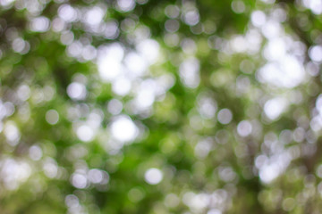 Canvas Print - blurred of green bokeh on tree background