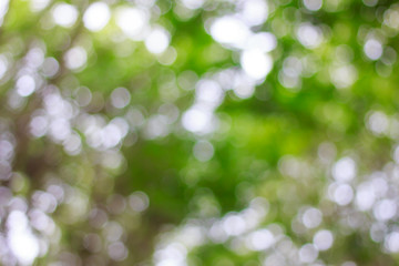 Canvas Print - blurred of green bokeh on tree background