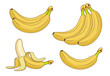 © MicroOne - Cartoon banana fruits. Bunches of fresh bananas vector illustration