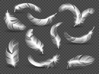 Wall Mural - white feathers. fluffy twirled feather isolated on transparent background. realistic vector set