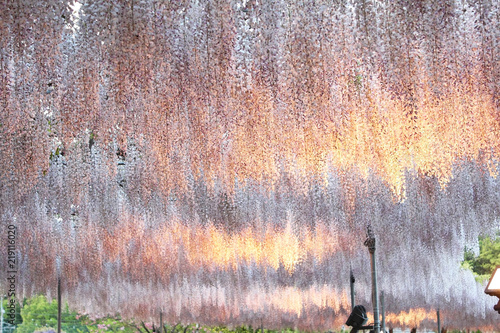 ピンク色の藤の花 ライトアップ Stock Photo Adobe Stock