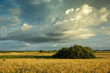 © darekb22 - Shrubs in the cereal and cloudy sky