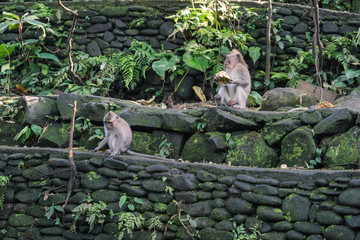 Wall Mural - Ubud Sacred Monkey Forest