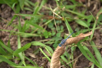 Blue dragonfly perched on dry leaves on a natural background blur.