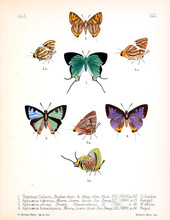 Illustration Of Insects 