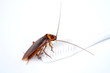 © chatuphot - Zooming close up Cockroach  is on the toothbrush on white background.