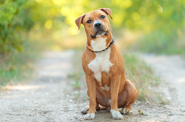 Canvas Print - Strong and beautiful American staffordshire terrier portrait