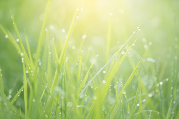 Wall Mural - Green grass with dew background