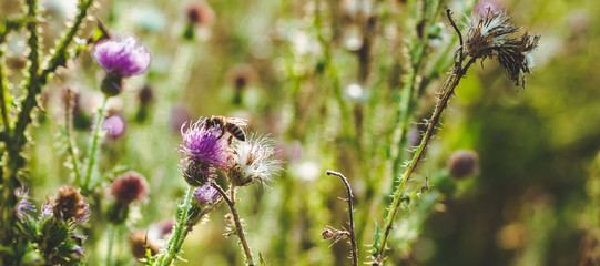 pink milk thistle flowers in wild natur with bee collecting pollen, silybum marianum herbal remedy, 