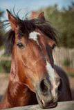 Fototapeta Mapy - Beautiful brown horse, close-up of muzzle, cute look, mane, background of running field, corral, trees