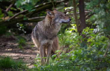 Wolf in forest Germany