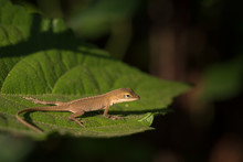 Brown Anole Lizard Sunning On Green Leaf