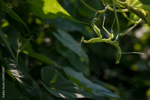Fotografie, Obraz Freshly Molted Praying Mantis Hanging from Bottom of Vines