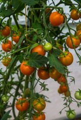 Wall Mural - Huge bunches of yellow cherry tomatoes in a greenhouse on a farm