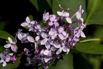 Blooming young lilac glows in the bright rays of the spring sun.