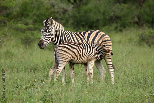 Plakat Rodzina Zebra, Park Narodowy Krugera