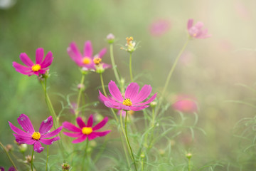 Aufkleber - pink cosmos flower