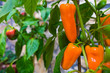 canvas print picture - paprikapflanze mit paprika in orange und grün