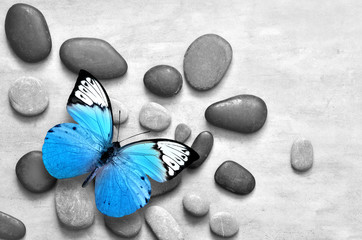 Blue butterfly on spa stone grey background.