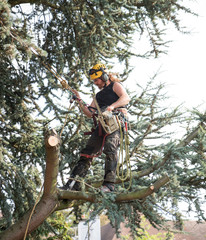 Wall Mural - Male Tree Surgeon using a chainsaw standing on a tree branch