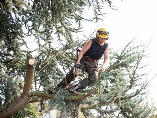 Wall Mural - Male Tree Surgeon using a chainsaw