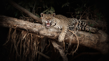 American jaguar on a tree trunk in the darkness of brazilian jungle. Panthera onca. Wild brasil. Brasilian wildlife. Pantanal. Green jungle. Big cats and dark background. 