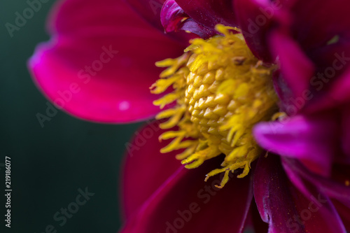  Obraz duże kwiaty   purpurowy-kwiat-w-duzym-powiekszeniu