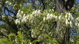 Fototapeta  - Kwiaty robinii akacjowej we wiosennym słońcu podczas pełni rozkwitu.