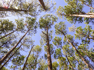 Pinus elliottii, invasive species, on sand dunes at Rio Vermelho State Park in Florianopolis, Brazil