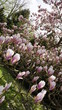 Kwiaty magnolii różowej na krzewie skąpane we słonecznych promieniach.