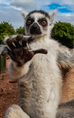 Canvas Print - Ring tail lemur