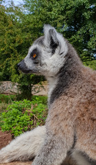 Wall Mural - Ring tail lemur