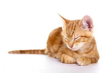 Ginger mackerel tabby kitten isolated on a white background