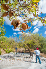 Wall Mural - Harvest time: closeup view of some almonds on a tree during harvest time in Noto, Sicily