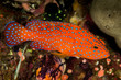 coral grouper on a coral reef