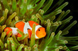 false clown anemonefish, clownfish