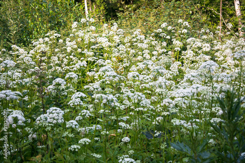 Fotografie, Obraz Flowering umbelliferous herbs, lit by soft evening sunlight