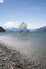 Wanaka tree New Zealand 2