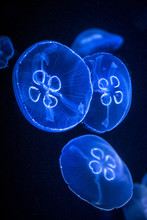 The Moon Jellyfish - Aurelia Aurita, Fluorescent In Dark Water