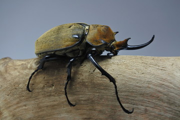 Male Rhinoceros beetle