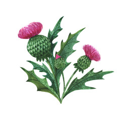 Wall Mural - Scottish wild plants boutonniere, thistle bouquet