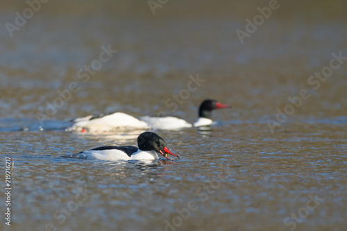 Fotografie, Obraz European oyster catchers floating and hunting on water