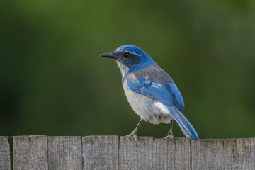 Wall Mural - Beautiful scrub jay bird on fence