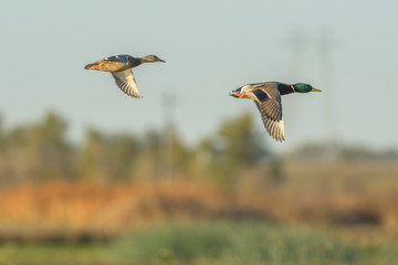 Wall Mural - Colorful ducks flying in air