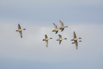 Wall Mural - Gray pintail ducks in flock