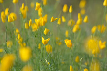 Many Yellow Flowers On Meadow