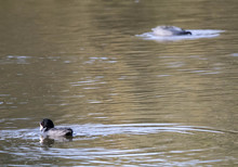Pouldeau (Coots) Bathing In The Water