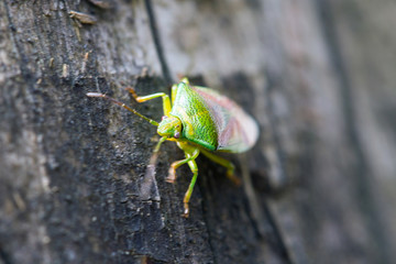 Green legged Shieldbug, known also as Forest Bug, Pentatoma ruffles