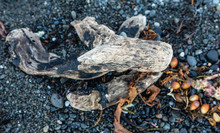 Close Up Of Driftwood On The Beach With Background Of Gravel, Sand And Seaweed