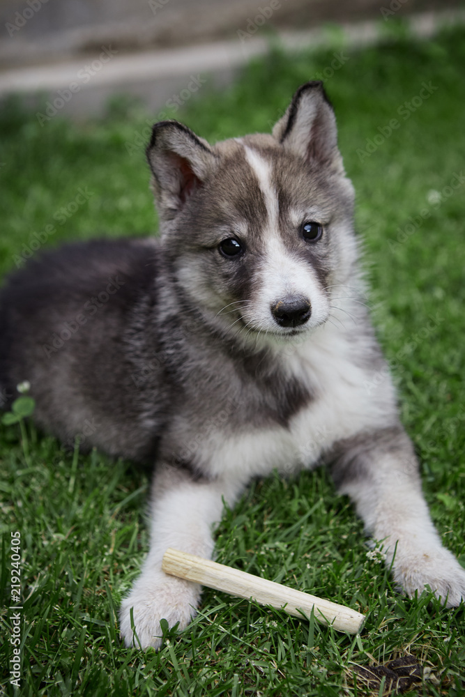 West Siberian Yakutian Laika Puppies Price West Siberian Laika For